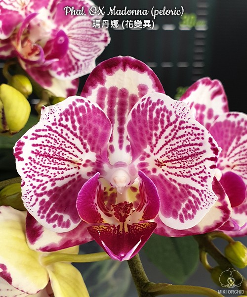 Phal. OX Madonna (peloric) 2.5''