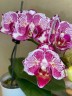Phal. OX Madonna (peloric) 2.5''