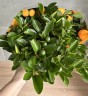 Orange Cetrina MIX (Ø 12 см)
