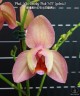 Phal. Miki Smoky Pink '475' (peloric) 2.5''