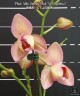 Phal. Miki Smoky Pink '475' (peloric) 2.5''