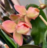 Phal. Miki Smoky Pink '475' (peloric) 2.5''