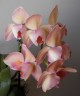 Phal. Miki Smoky Pink '475' (peloric) 2.5''