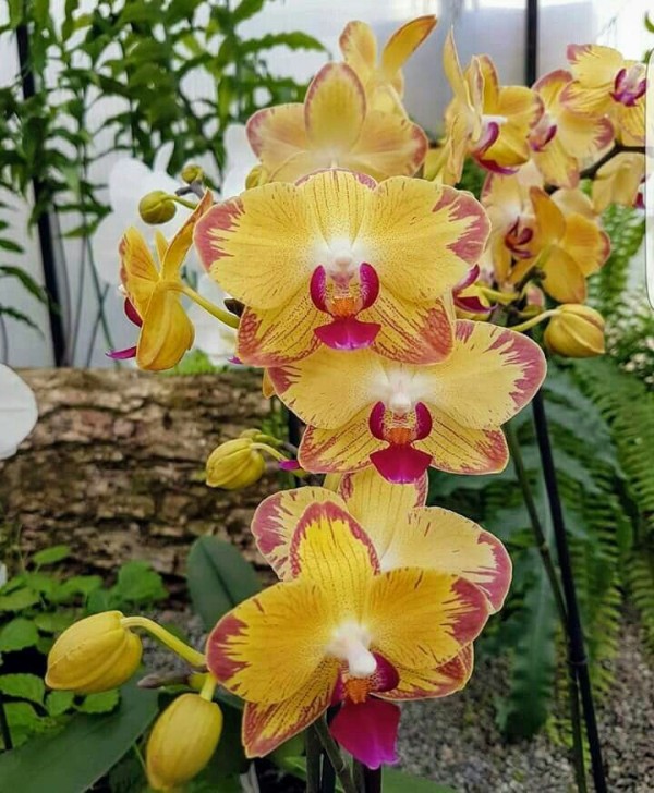 Phal. French Orange Wine 2.5''