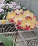 Phal. French Orange Wine 2.5''