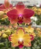 Phal. French Orange Wine 2.5''