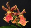 Bratonia Dark Star (=Miltassia Dark Star) 2.5" УЦЕНКА (плохие корни)