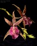 Bratonia Dark Star (=Miltassia Dark Star) 2.5" УЦЕНКА (плохие корни)