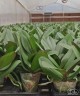 Phal. Jun Orange 2.8"