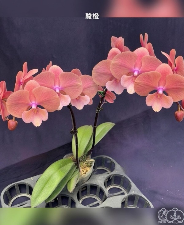 Phal. Jun Orange 2.8"