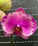 Phal. I-Hsin Camile 2.5" УЦЕНКА (мех. повр. лист.)
