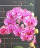 Phal. I-Hsin Camile 2.5" УЦЕНКА (мех. повр. лист.)
