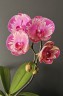 Phal. I-Hsin Camile 2.5" УЦЕНКА (мех. повр. лист.)