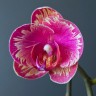 Phal. I-Hsin Camile 2.5" УЦЕНКА (мех. повр. лист.)