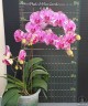 Phal. I-Hsin Camile 2.5" УЦЕНКА (мех. повр. лист.)