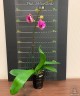 Phal. I-Hsin Camile 2.5" УЦЕНКА (мех. повр. лист.)