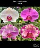 Phal. I-Hsin Camile 2.5" УЦЕНКА (мех. повр. лист.)