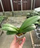Phal. I-Hsin Camile 2.5" УЦЕНКА (мех. повр. лист.)
