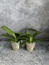 Phal. I-Hsin Camile 2.5" УЦЕНКА (мех. повр. лист.)