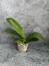 Phal. I-Hsin Camile 2.5" УЦЕНКА (мех. повр. лист.)