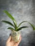 Phal. I-Hsin Camile 2.5" УЦЕНКА (мех. повр. лист.)