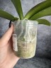 Phal. I-Hsin Camile 2.5" УЦЕНКА (мех. повр. лист.)