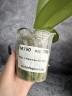 Phal. I-Hsin Camile 2.5" УЦЕНКА (мех. повр. лист.)