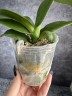 Phal. I-Hsin Camile 2.5" УЦЕНКА (мех. повр. лист.)