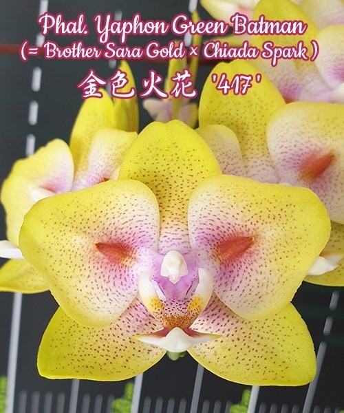 Phal. Yaphon Green Batman 2.5''