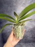 Phal. Yaphon Green Batman 2.5''