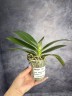 Phal. Yaphon Green Batman 2.5''