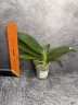 Phal. Yaphon Green Batman 2.5''