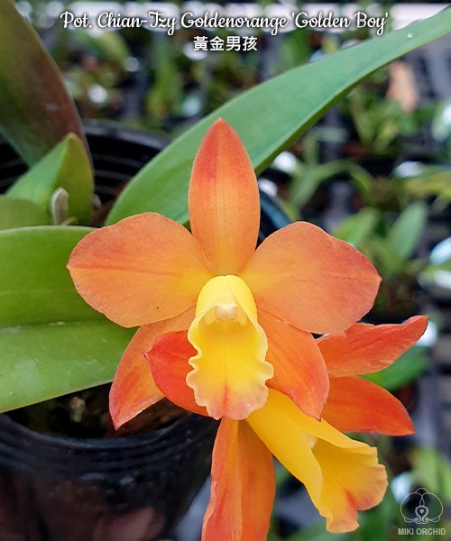 Pot. Chian-Tzy Goldenorange 'Golden Boy'