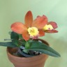 Pot. Chian-Tzy Goldenorange 'Golden Boy'