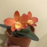 Pot. Chian-Tzy Goldenorange 'Golden Boy'