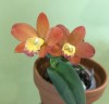 Pot. Chian-Tzy Goldenorange 'Golden Boy'