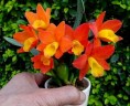 Pot. Chian-Tzy Goldenorange 'Golden Boy'