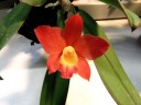 Pot. Chian-Tzy Goldenorange 'Golden Boy'