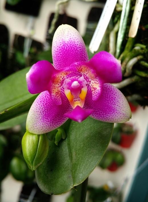 Phal. Vio Vio 'Cat Face' (peloric - 3 lips) 2.5''