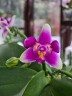 Phal. Vio Vio 'Cat Face' (peloric - 3 lips) 2.5''