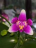 Phal. Vio Vio 'Cat Face' (peloric - 3 lips) 2.5''