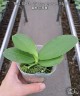 Phal. Vio Vio 'Cat Face' (peloric - 3 lips) 2.5''