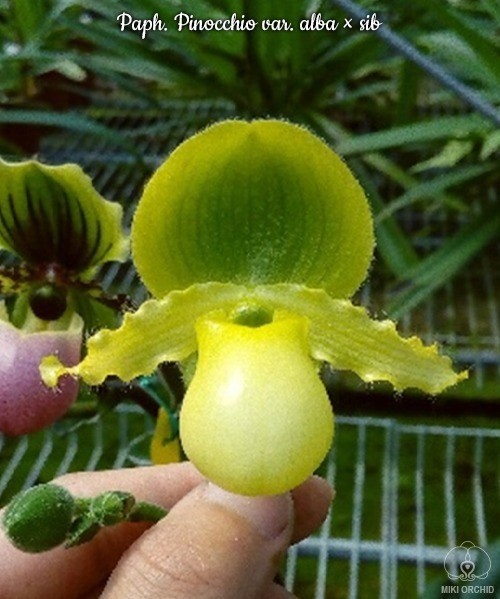 Paph. Pinocchio var. alba × sib 2.5"