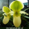 Paph. Pinocchio var. alba × sib 2.5"
