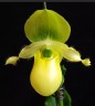 Paph. Pinocchio var. alba × sib 2.5"