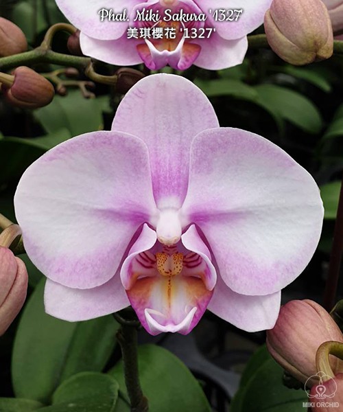 Phal. Miki Sakura '1327' 2.5''