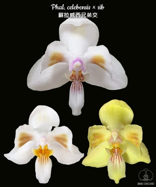 Phal. celebensis × sib 2.5''