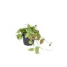 Dischidia Pectenoide Melon (Ø 10.5 см)