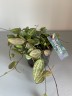 Dischidia Pectenoide Melon (Ø 10.5 см)