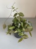 Dischidia Pectenoide Melon (Ø 10.5 см)